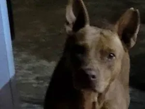 Cachorro raça Pit-Bull idade 3 anos nome Shakira 