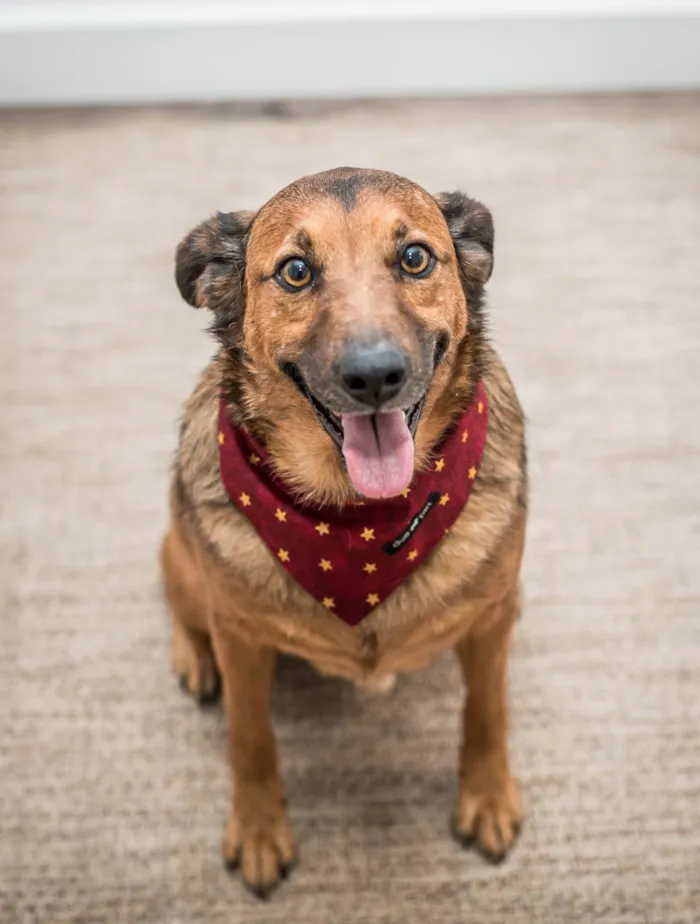 Cachorro ra a SRD-ViraLata idade 4 anos nome Cookie 