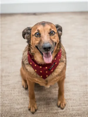 Cachorro raça SRD-ViraLata idade 4 anos nome Cookie 