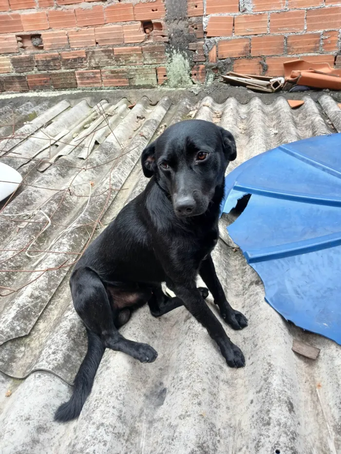 Cachorro ra a Labrador idade 1 ano nome Café 