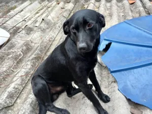 Cachorro raça Labrador idade 1 ano nome Café 