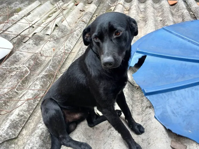 Cachorro ra a Labrador idade 1 ano nome Café 