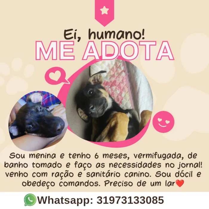 Cachorro ra a SRD-ViraLata idade 2 a 6 meses nome Mole