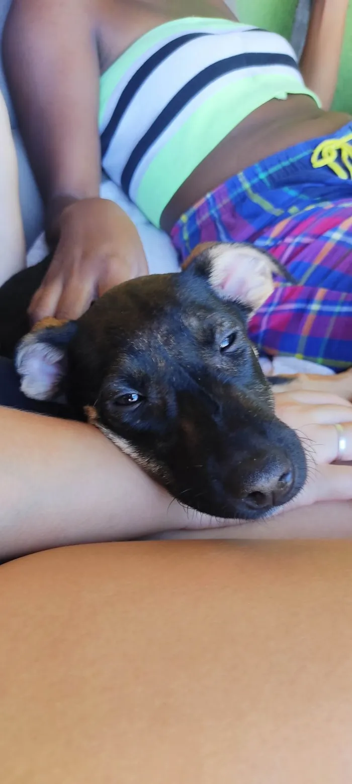 Cachorro ra a SRD-ViraLata idade 2 a 6 meses nome Mole