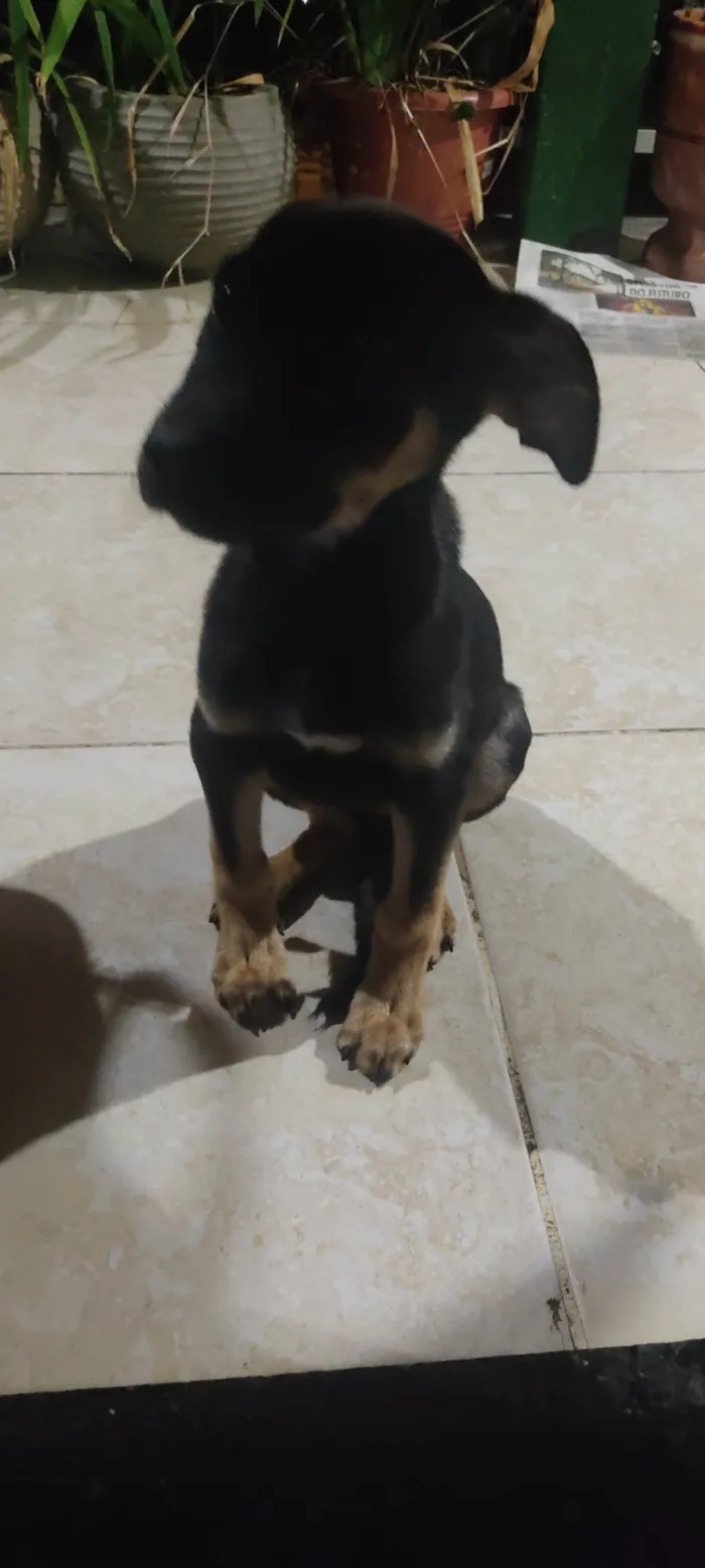 Cachorro ra a SRD-ViraLata idade 2 a 6 meses nome Mole