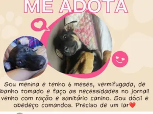 Cachorro raça SRD-ViraLata idade 2 a 6 meses nome Mole