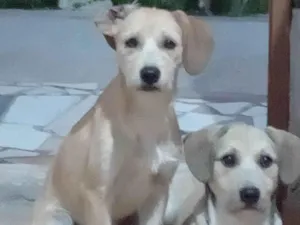 Cachorro raça SRD-ViraLata idade 1 ano nome Negão e pitoco