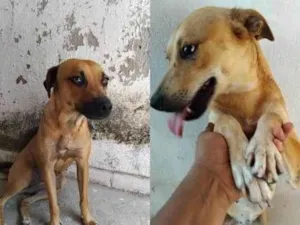 Cachorro raça SRD-ViraLata idade 1 ano nome Leandra