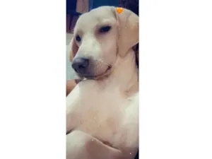 Cachorro raça Labrador idade 5 anos nome Marley