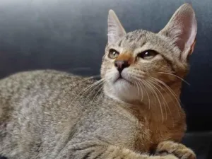 Gato raça SRD-ViraLata idade 2 a 6 meses nome Alvin