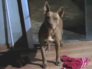 Cachorro raça Pit-Bull idade 3 anos nome Shakira 