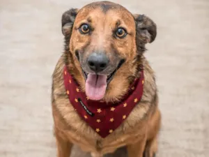 Cachorro raça SRD-ViraLata idade 4 anos nome Cookie 