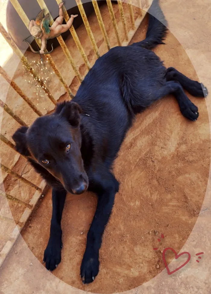 Cachorro ra a SRD-ViraLata idade 2 a 6 meses nome Black