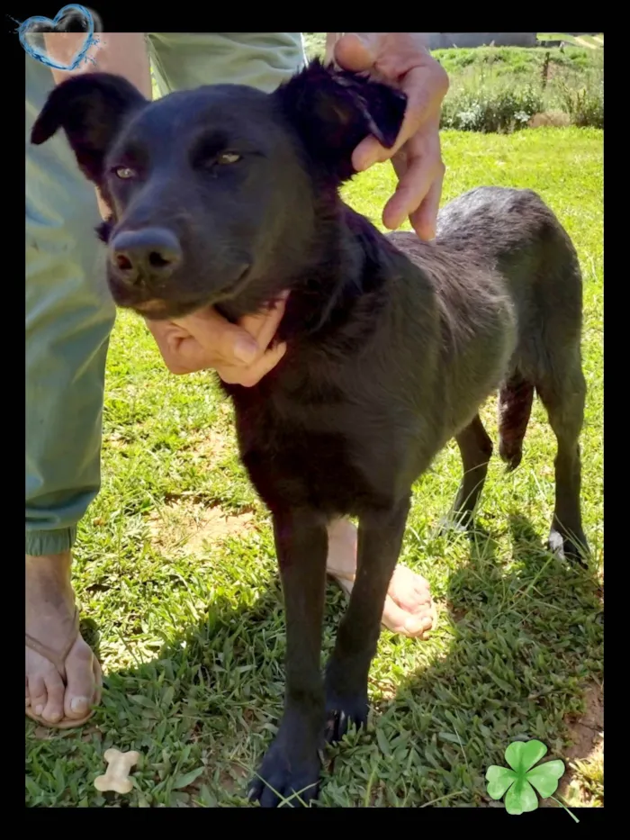 Cachorro ra a SRD-ViraLata idade 2 a 6 meses nome Black