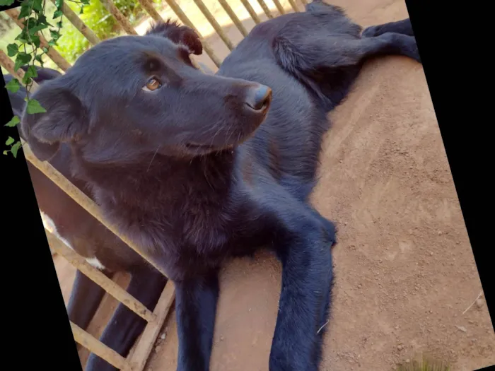 Cachorro ra a SRD-ViraLata idade 2 a 6 meses nome Black