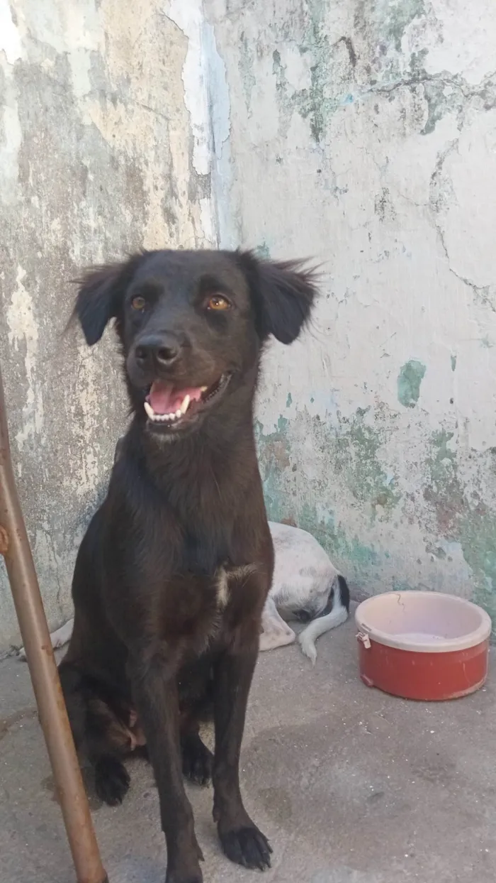 Cachorro ra a SRD-ViraLata idade 1 ano nome Luna