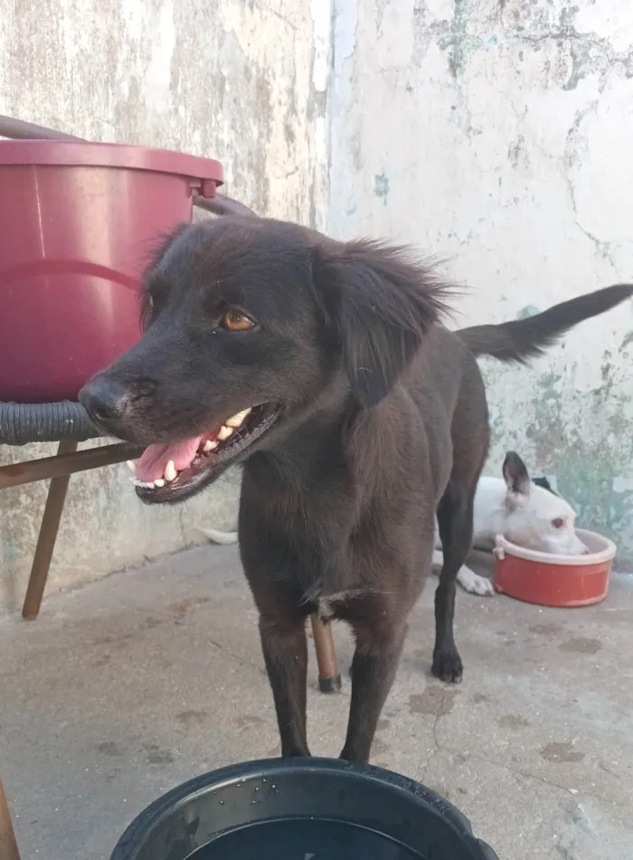 Cachorro ra a SRD-ViraLata idade 1 ano nome Luna