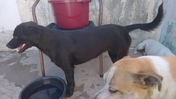 Cachorro ra a SRD-ViraLata idade 1 ano nome Luna