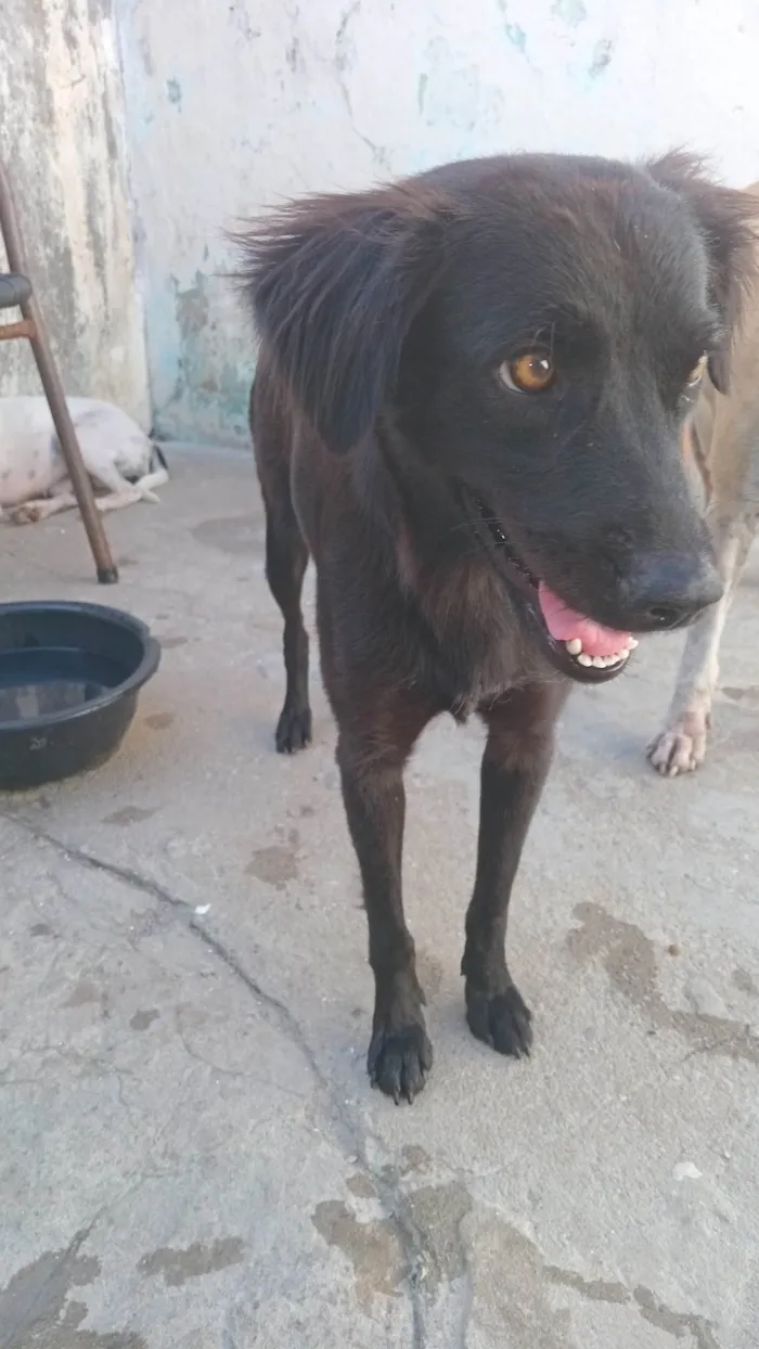 Cachorro ra a SRD-ViraLata idade 1 ano nome Luna