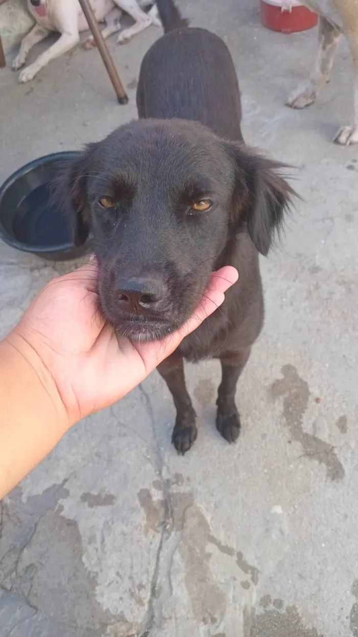 Cachorro ra a SRD-ViraLata idade 1 ano nome Luna