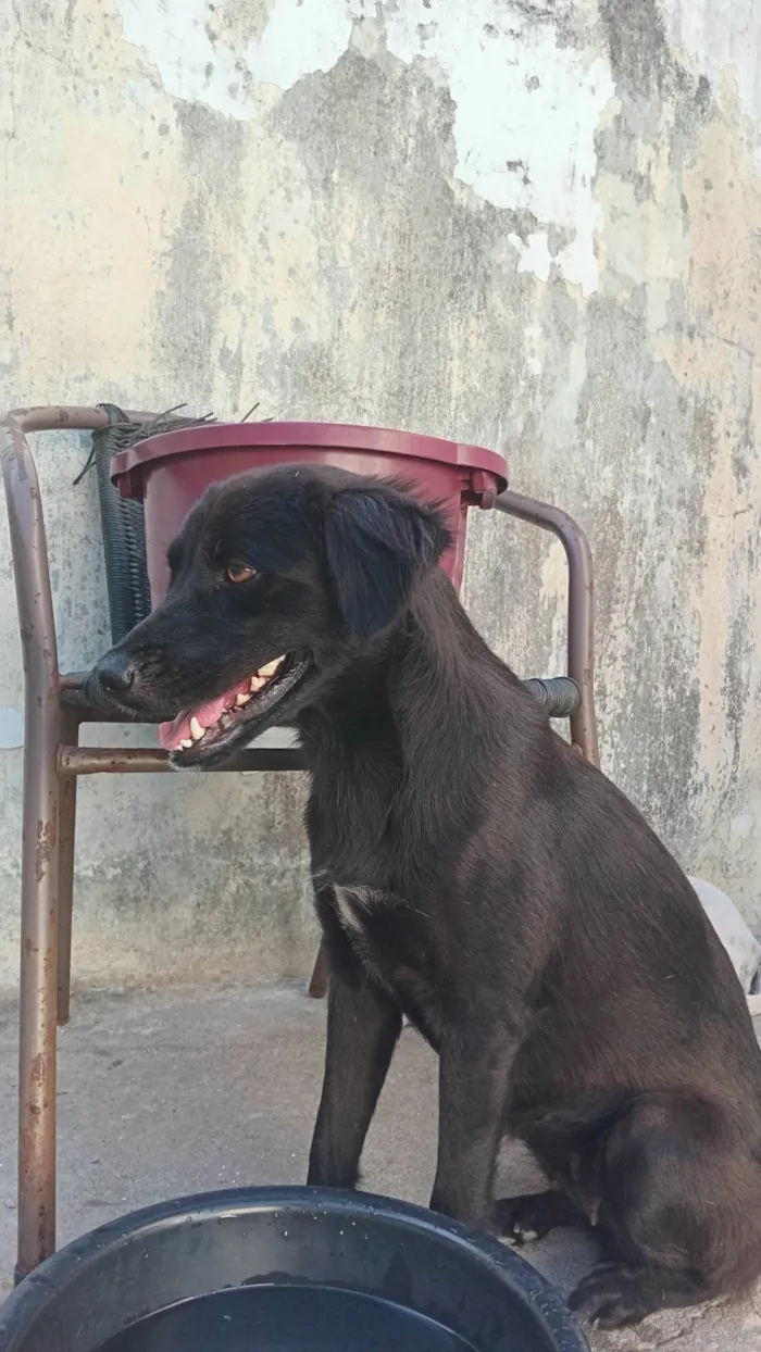 Cachorro ra a SRD-ViraLata idade 1 ano nome Luna