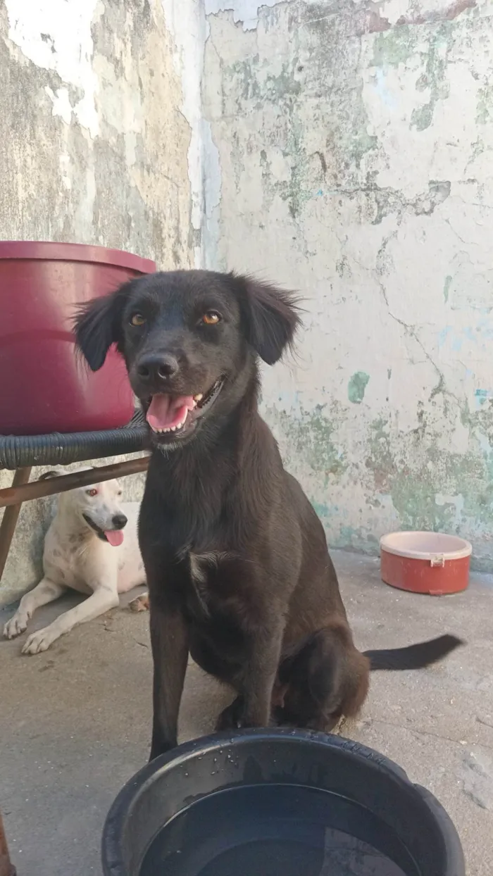 Cachorro ra a SRD-ViraLata idade 1 ano nome Luna