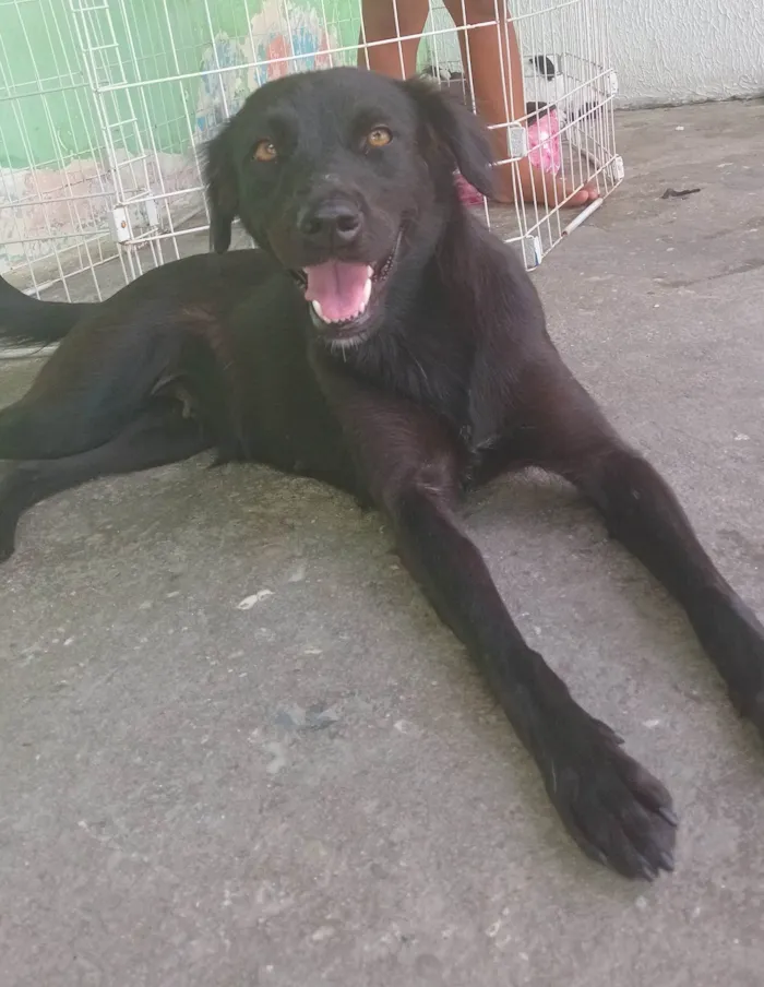 Cachorro ra a SRD-ViraLata idade 1 ano nome Luna