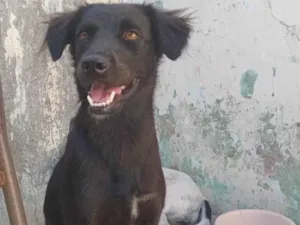 Cachorro raça SRD-ViraLata idade 1 ano nome Luna