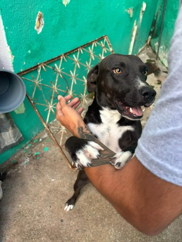 Cachorro ra a SRD-ViraLata idade 1 ano nome Brucinho 