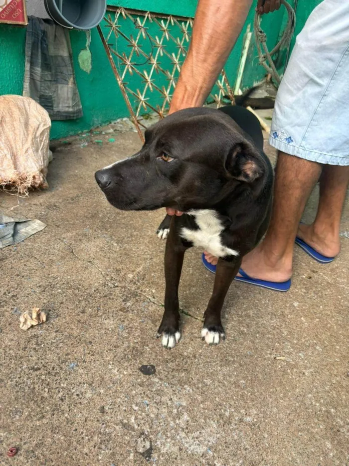 Cachorro ra a SRD-ViraLata idade 1 ano nome Brucinho 