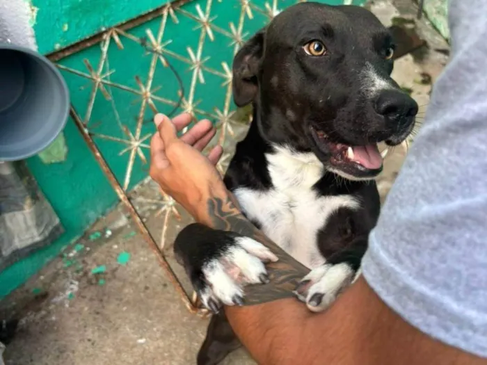 Cachorro ra a SRD-ViraLata idade 1 ano nome Brucinho 