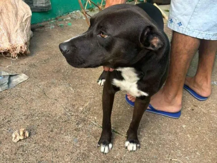 Cachorro ra a SRD-ViraLata idade 1 ano nome Brucinho 