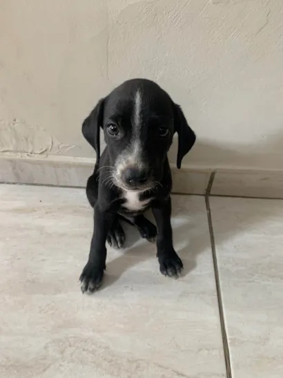 Cachorro raça SRD-ViraLata idade 2 a 6 meses nome Charles