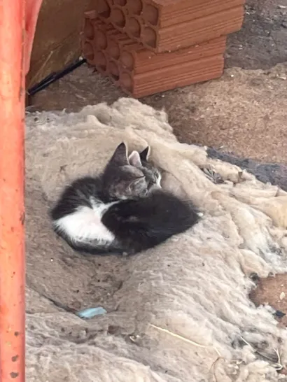 Gato raça SRD-ViraLata idade 2 a 6 meses nome Não tem nome 