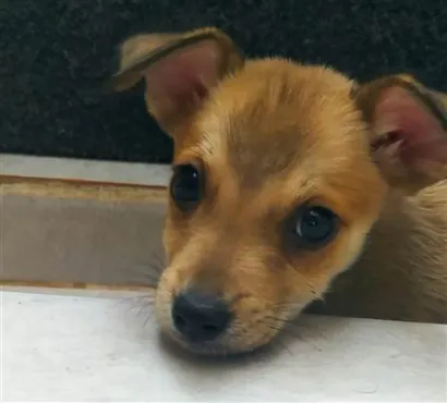 Cachorro raça SRD-ViraLata idade 2 a 6 meses nome Cachorros que foram abandonados e estão a procura de um lar.