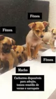 Cachorros que foram abandonados e estão a procura de um lar.