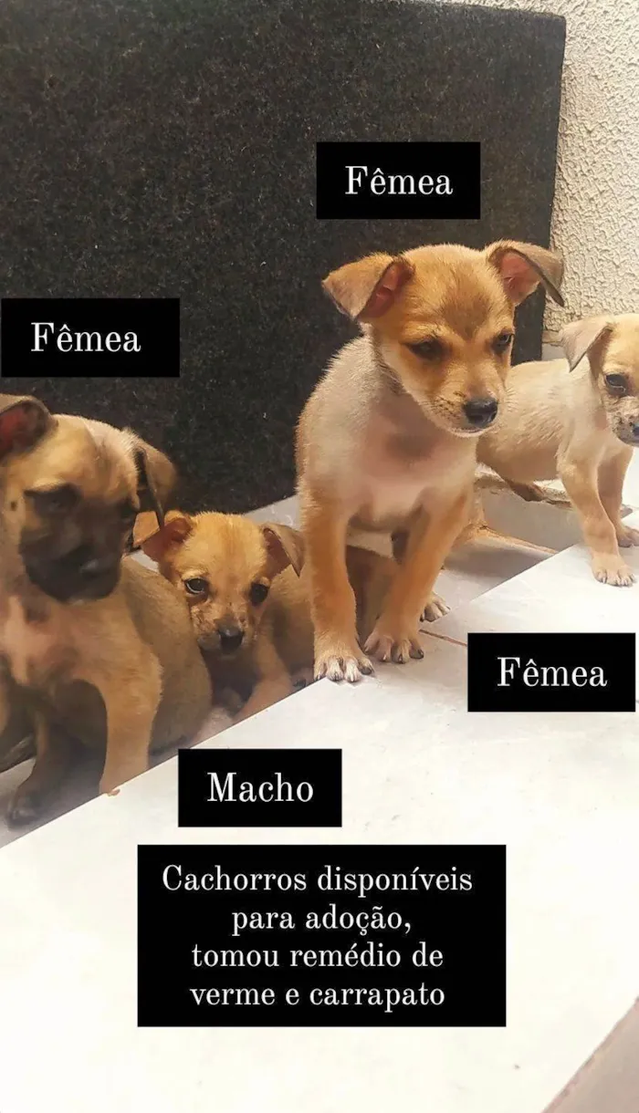 Cachorro ra a SRD-ViraLata idade 2 a 6 meses nome Cachorros que foram abandonados e estão a procura de um lar.