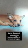 Cachorros que foram abandonados e estão a procura de um lar.