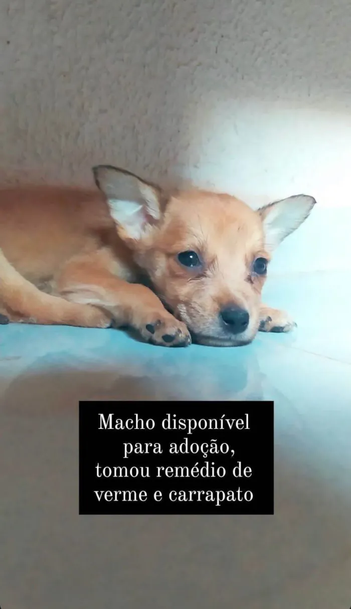 Cachorro ra a SRD-ViraLata idade 2 a 6 meses nome Cachorros que foram abandonados e estão a procura de um lar.