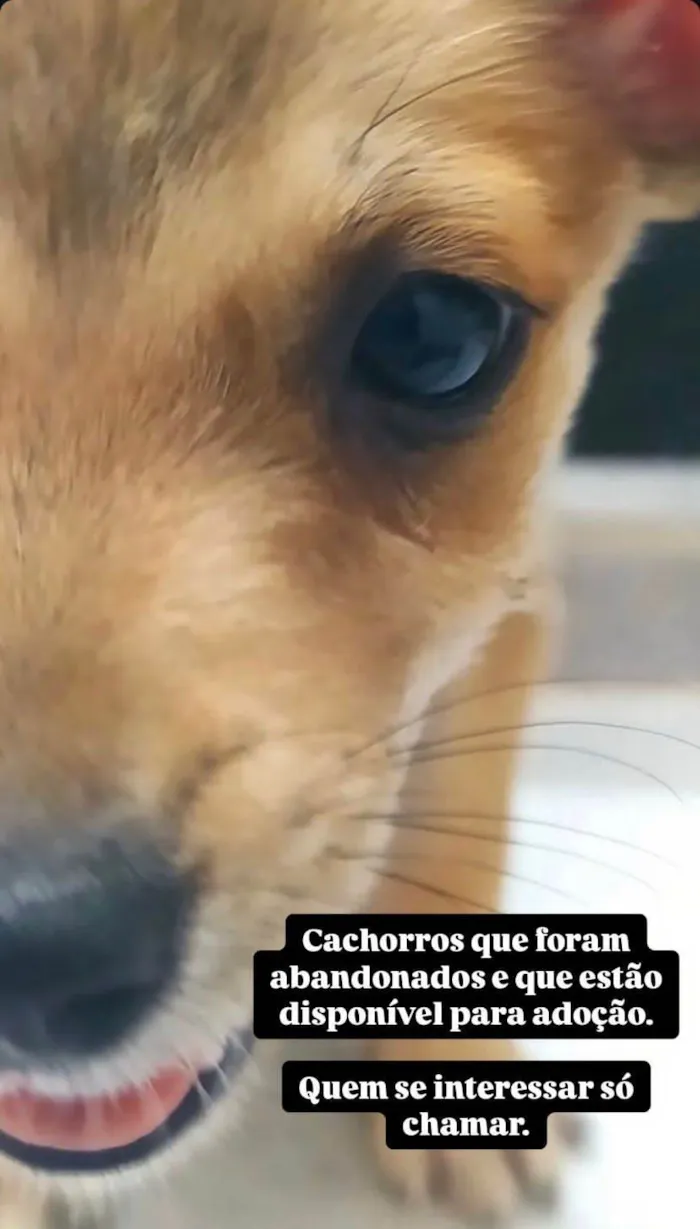 Cachorro ra a SRD-ViraLata idade 2 a 6 meses nome Cachorros que foram abandonados e estão a procura de um lar.