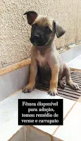 Cachorros que foram abandonados e estão a procura de um lar.