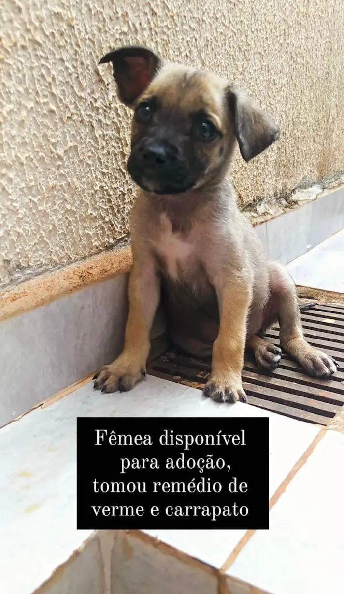 Cachorro ra a SRD-ViraLata idade 2 a 6 meses nome Cachorros que foram abandonados e estão a procura de um lar.