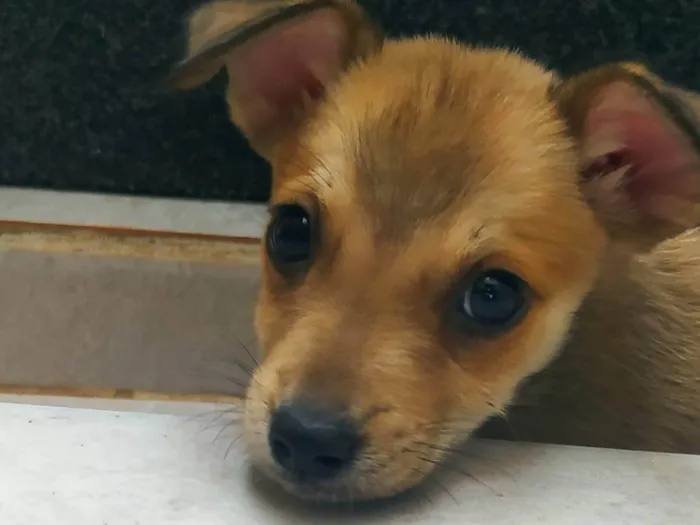 Cachorro ra a SRD-ViraLata idade 2 a 6 meses nome Cachorros que foram abandonados e estão a procura de um lar.