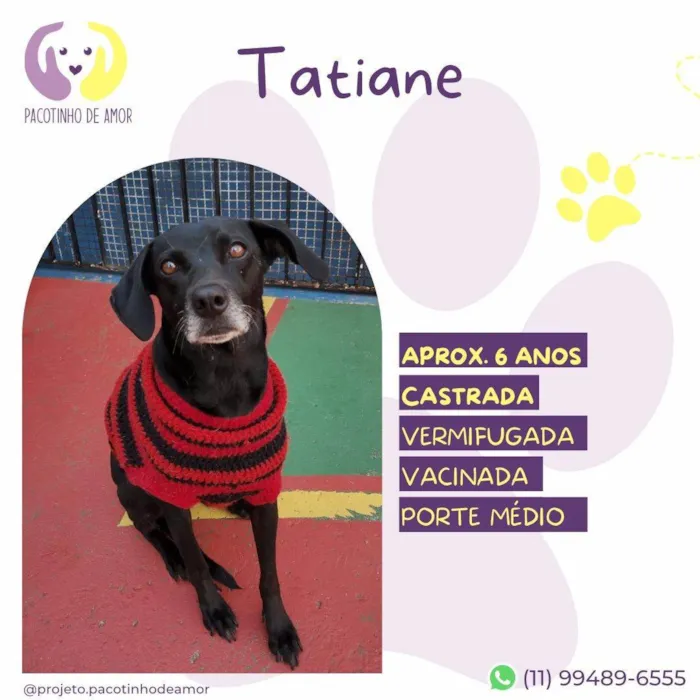 Cachorro ra a SRD-ViraLata idade 6 ou mais anos nome Tatiane