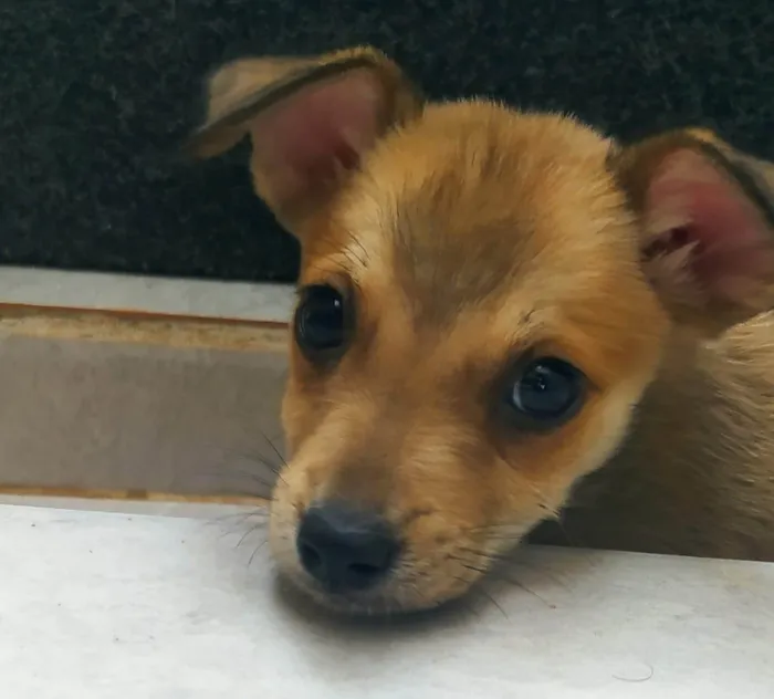 Cachorro ra a SRD-ViraLata idade 2 a 6 meses nome A procura de um lar