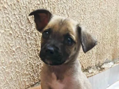 Cachorro raça SRD-ViraLata idade 2 a 6 meses nome A procura de um lar