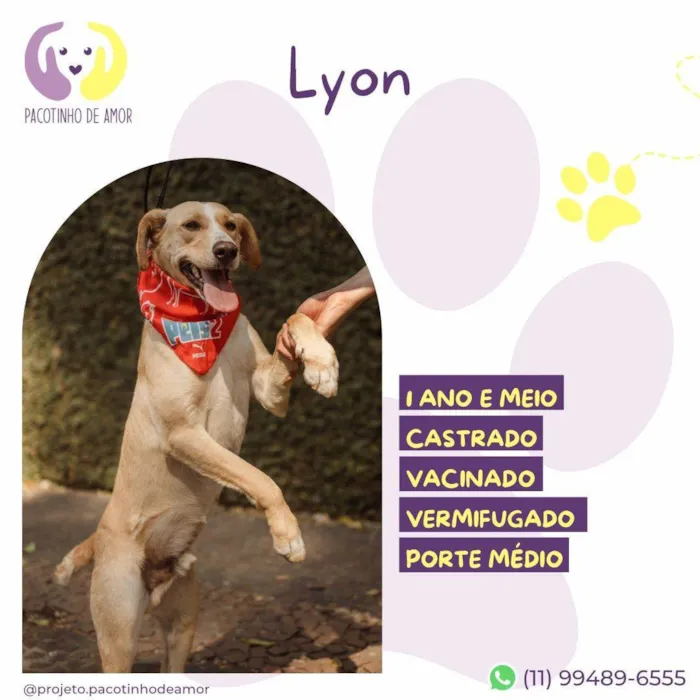 Cachorro ra a SRD-ViraLata idade 1 ano nome Lyon