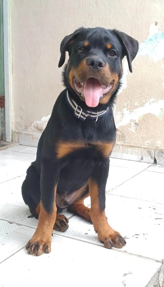 Cachorro ra a Rottweiler idade 7 a 11 meses nome argus