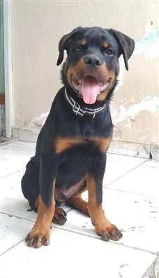 Cachorro raça Rottweiler idade 7 a 11 meses nome argus