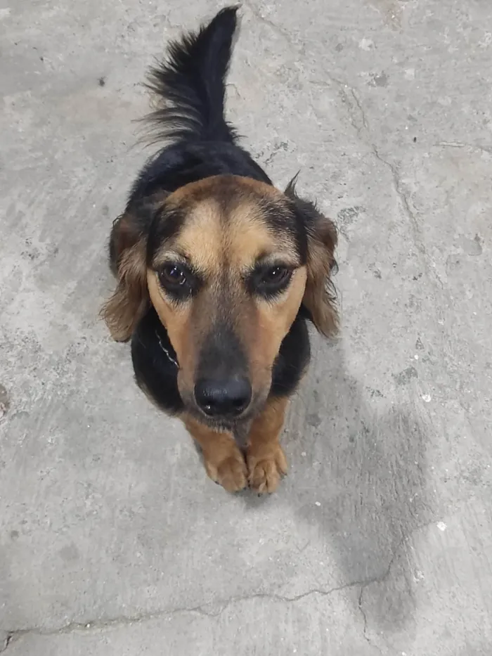 Cachorro ra a SRD-ViraLata idade 1 ano nome Pandora